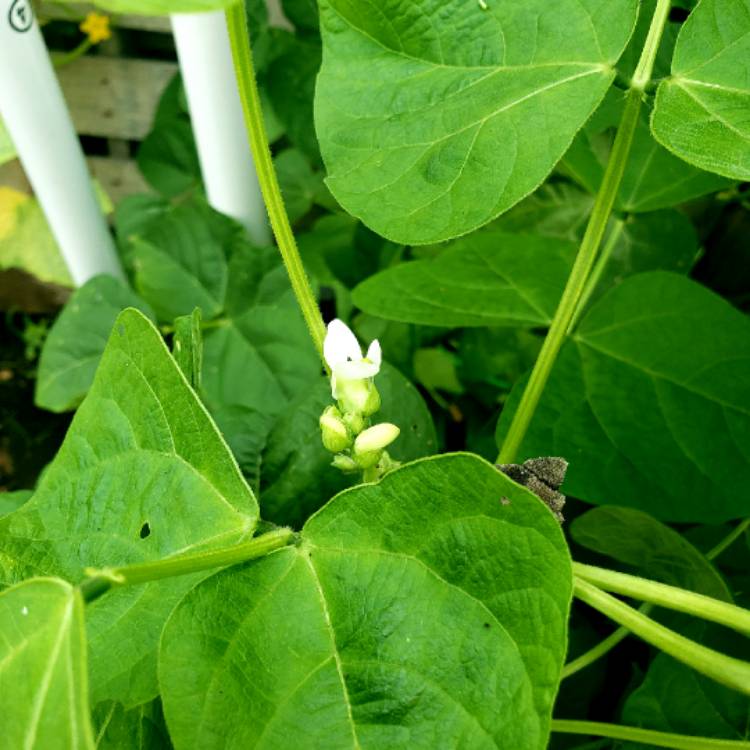 plant image 1105402