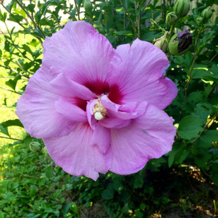 Plant image Hibiscus moscheutos 'Luna Rose'