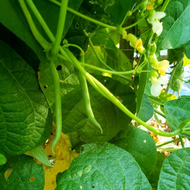 Plant image Phaseolus vulgaris 'Rattlesnake'