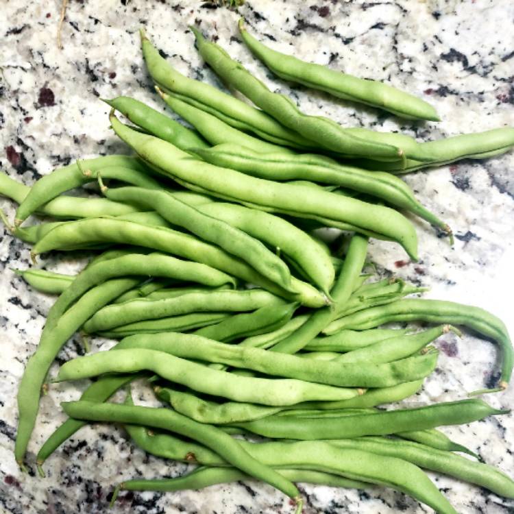 plant image 1149734