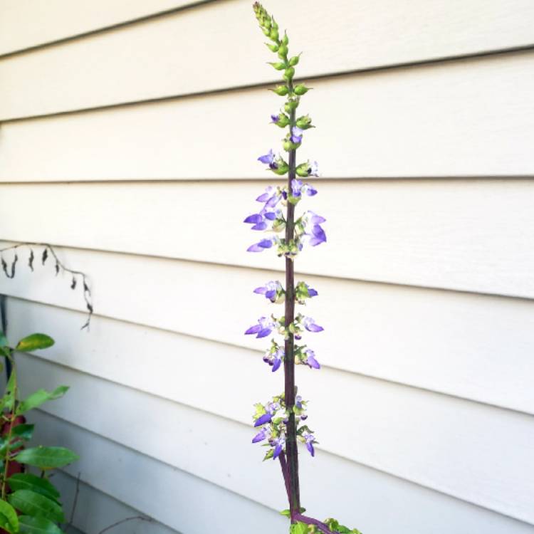 plant image 1157546 plant image 1157546