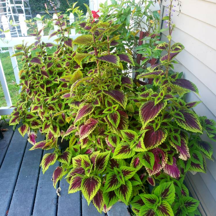 plant image 1157547 plant image 1157547