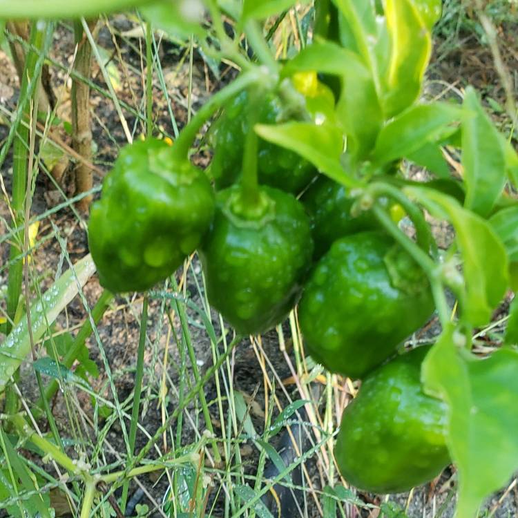 plant image 1178995 plant image 1178995
