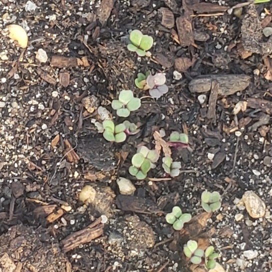 plant image 1267229 plant image 1267229