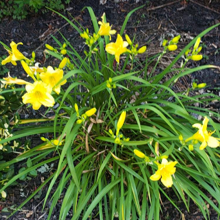 plant image 1330271 plant image 1330271
