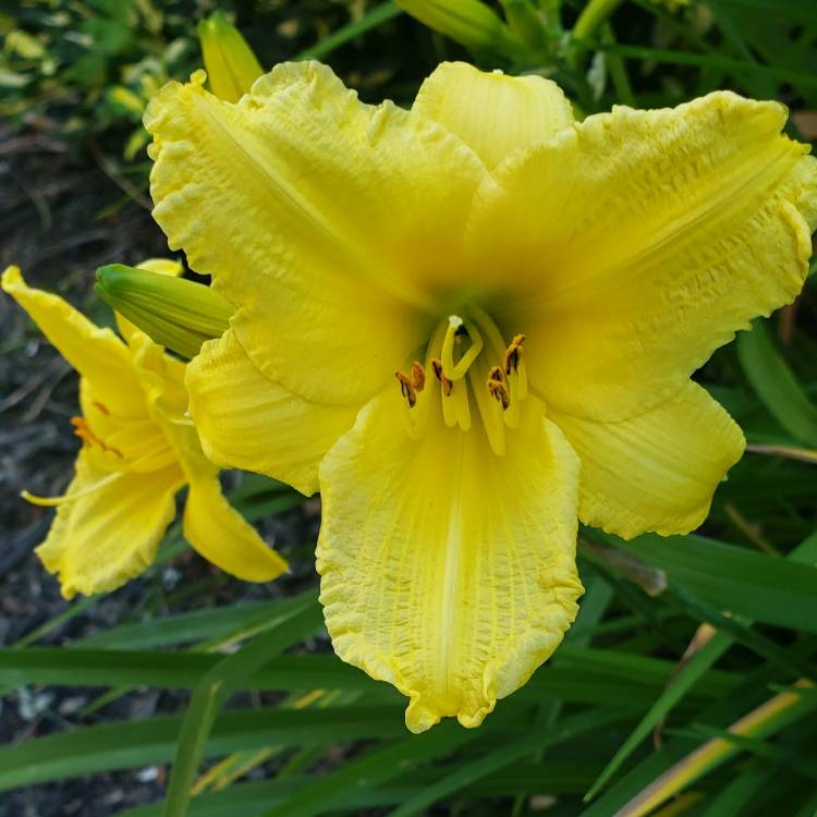 plant image 1330275 plant image 1330275