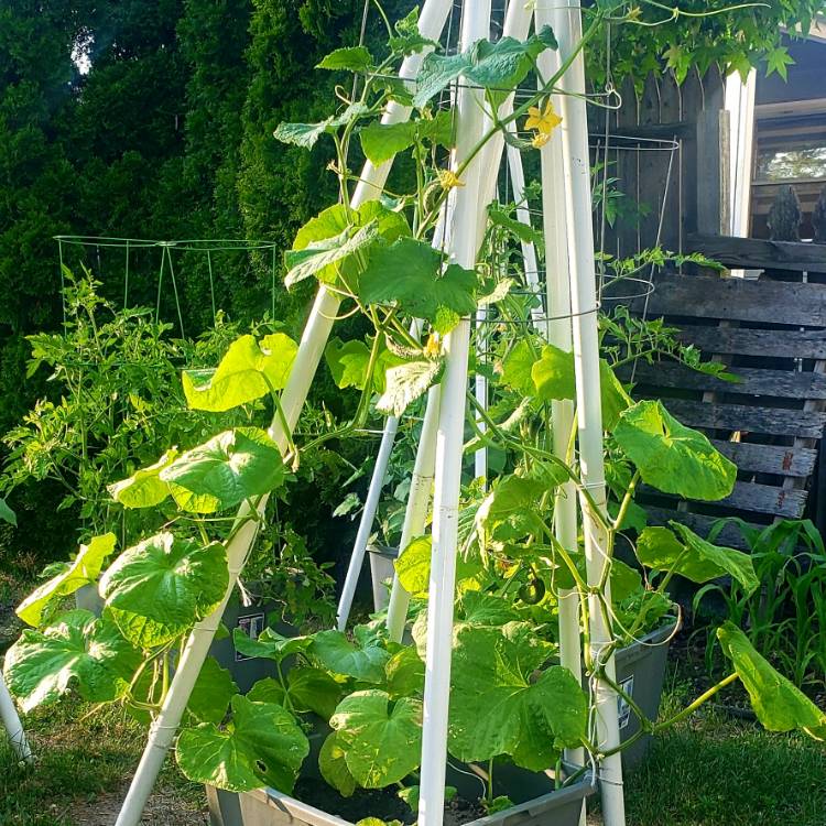 Plant image Cucumis sativus 'Burpless'