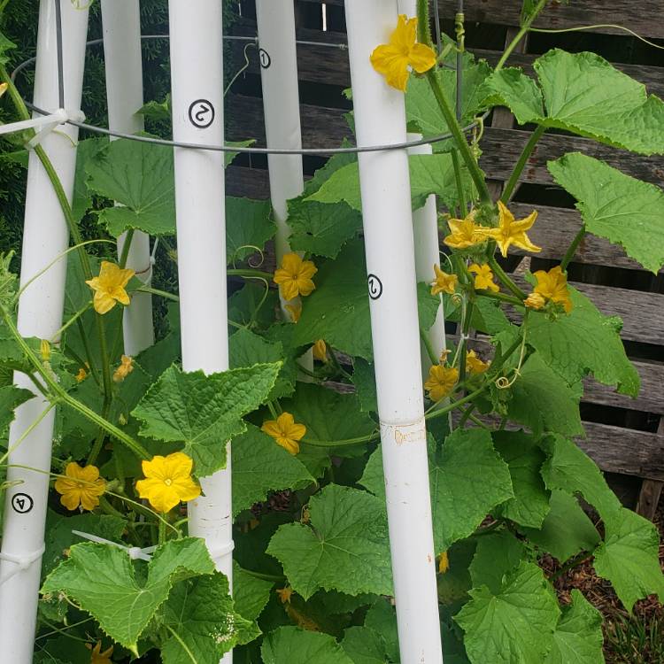 Plant image Cucumis Sativus 'Marketmore'