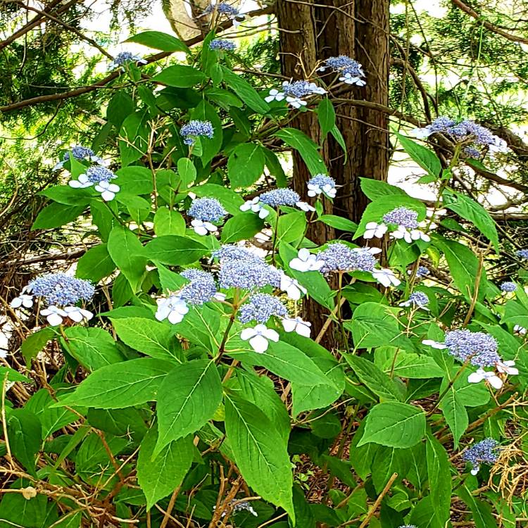 Plant image Hydrangea macrophylla 'Kardinal Violet'