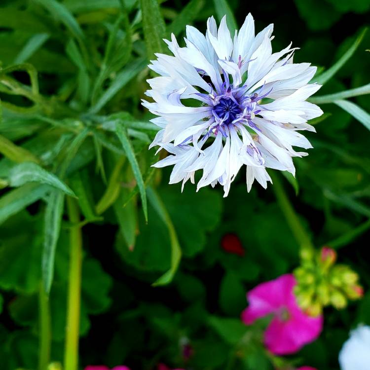 plant image 1343742