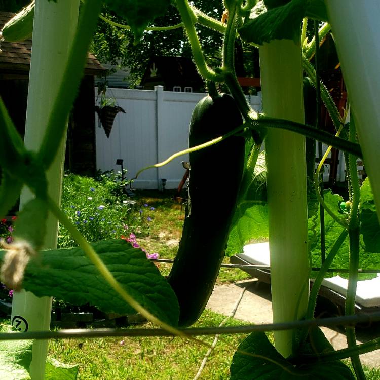 plant image 1349014
