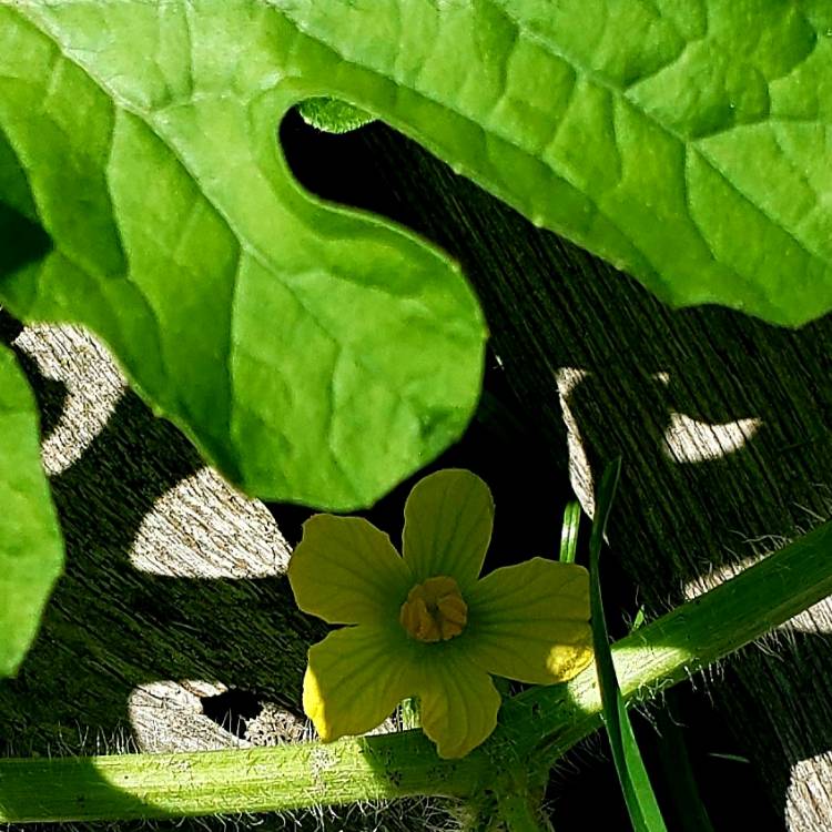 plant image 1353831 plant image 1353831