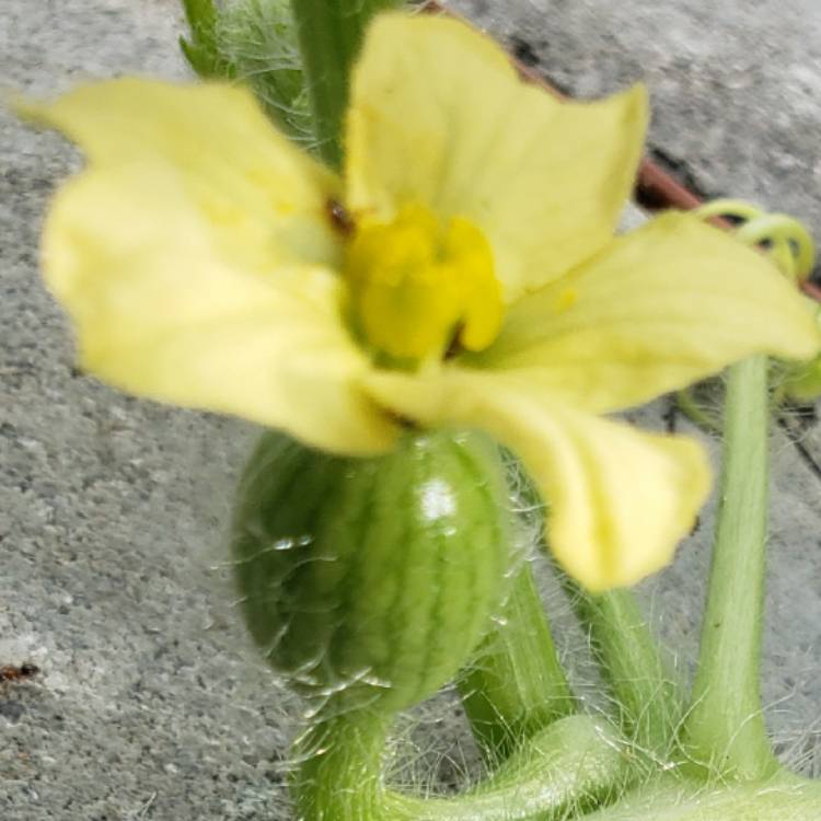 plant image 1356138 plant image 1356138