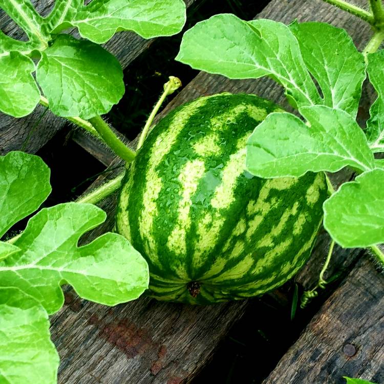 Plant image Citrullus Lanatus