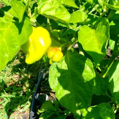 Capsicum Chinense 'Habanero'