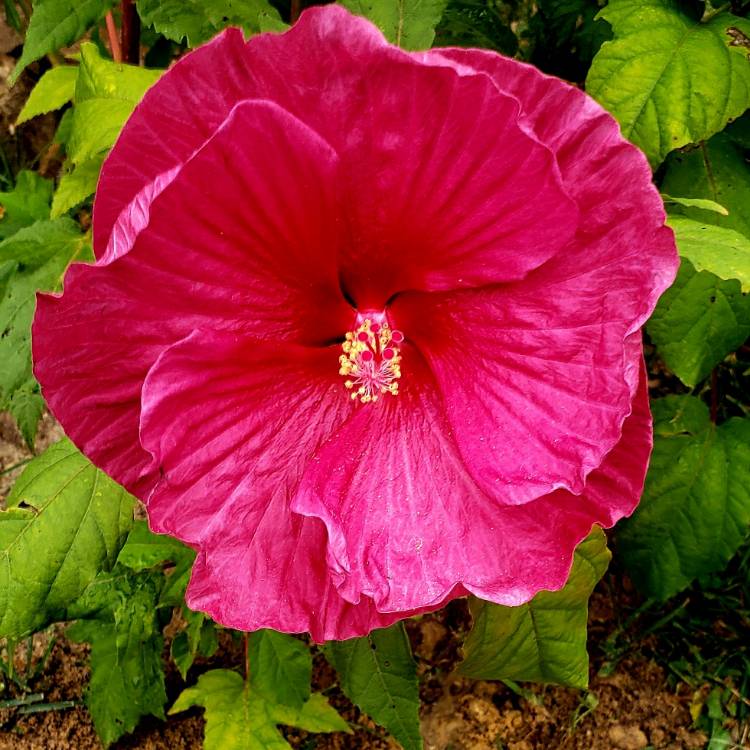 plant image 1395772 plant image 1395772