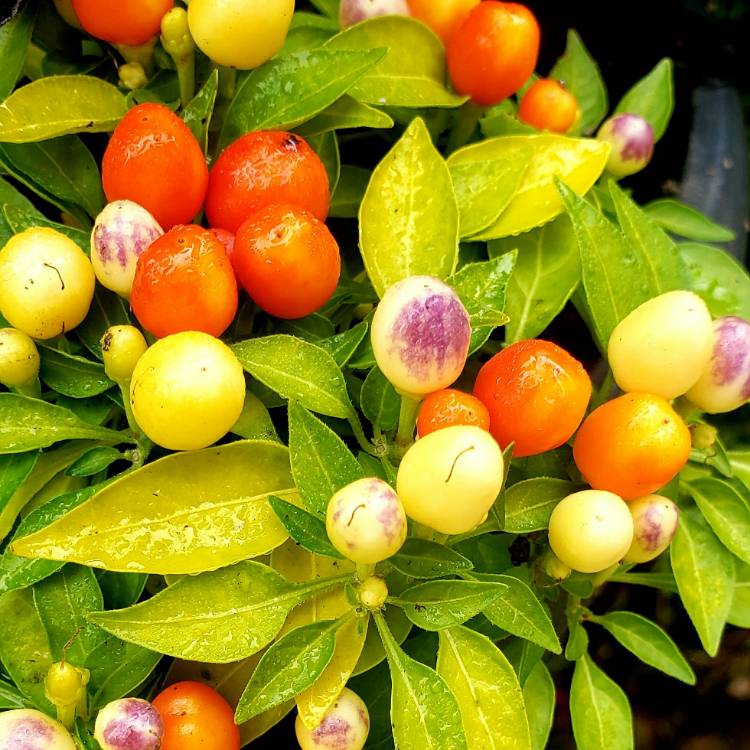 Plant image Capsicum annuum 'Hot Pops Purple'