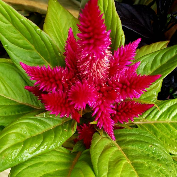 Plant image Celosia 'Deep Purple'