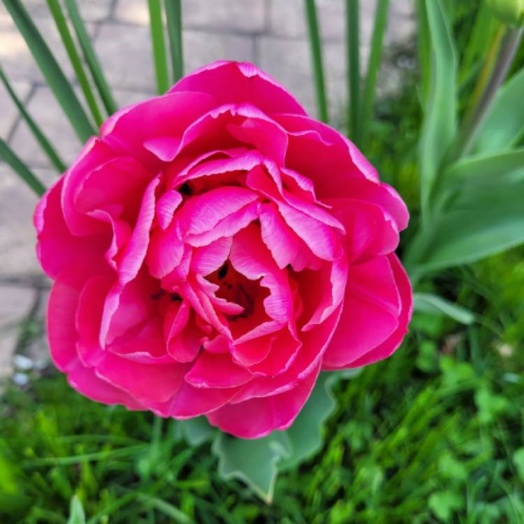 plant image 1470720