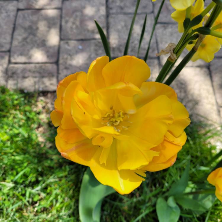 plant image 1470721