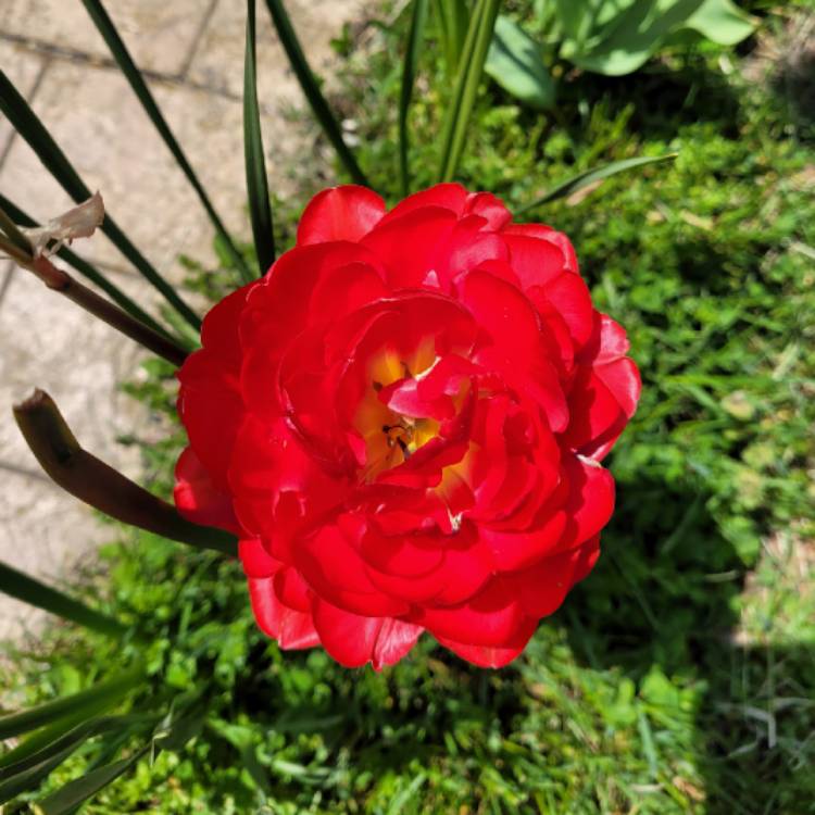 Plant image Tulipa 'Amazing Grace'