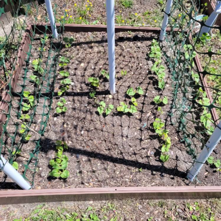 plant image 1475512