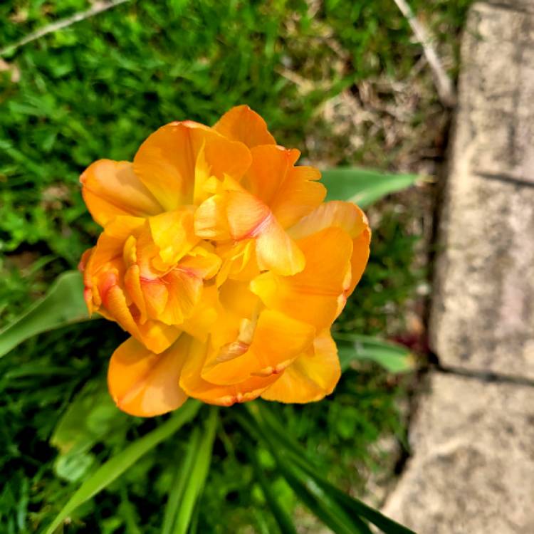 plant image 1579126