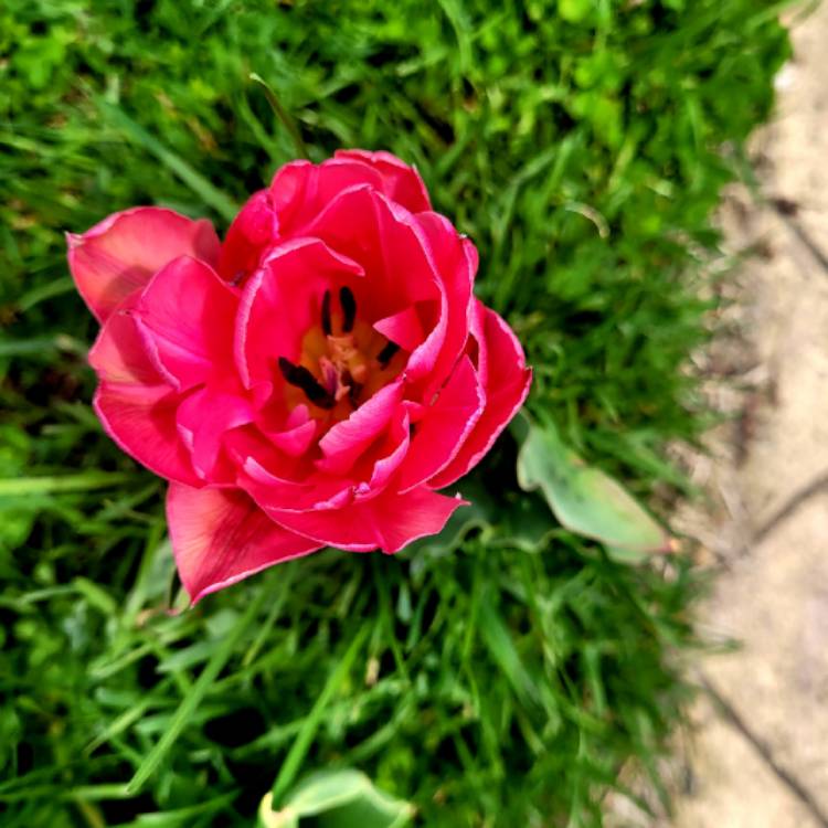 plant image 1579127