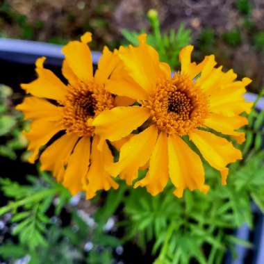 Marigold