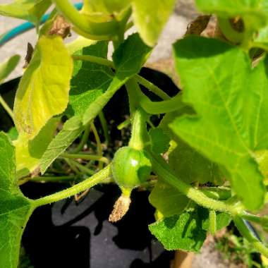 Squash 'Acorn'