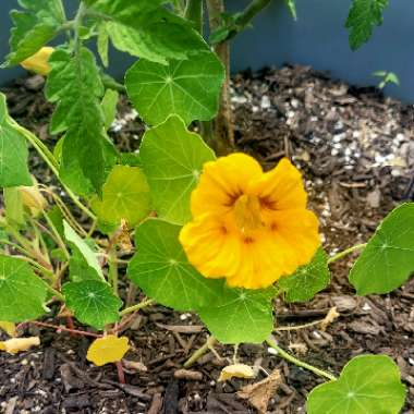 Nasturtium
