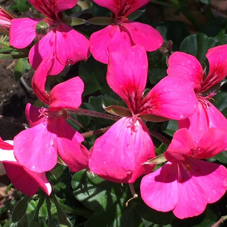 Plant image Pelargonium 'Pacblusy' syn. Pelargonium 'Blue Sybil'
