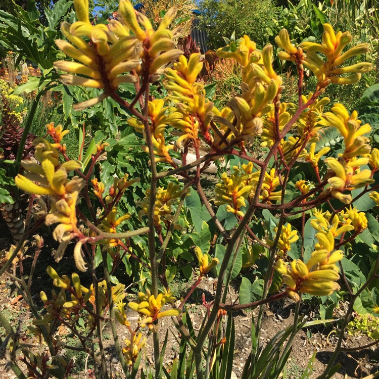 Plant image Anigozanthos 'Bush Tenacity'