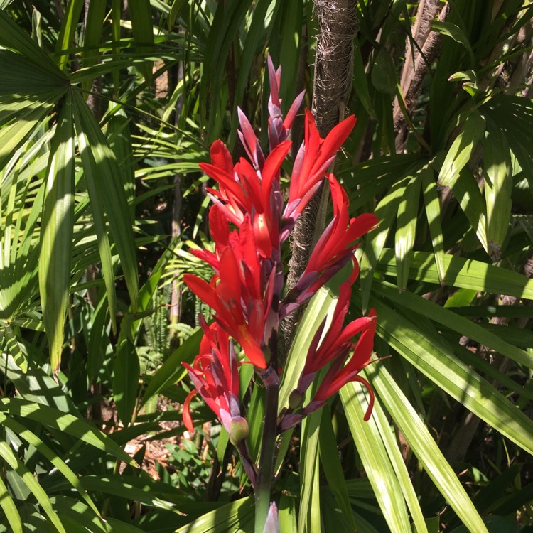 Plant image Alpinia Purpurata