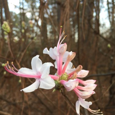 Honeysuckle
