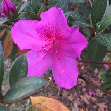 Azalea