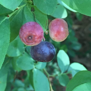 Blueberry