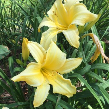 Bree's garden