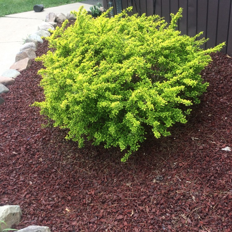 Plant image Cornus Florida