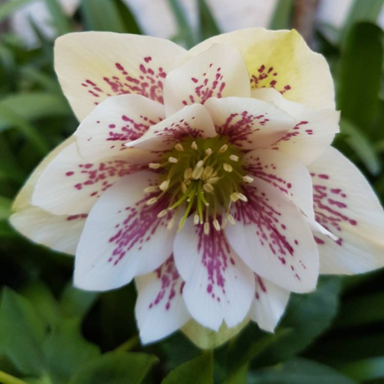 Plant image Helleborus x hybridus 'Harvington Double White Speckled'