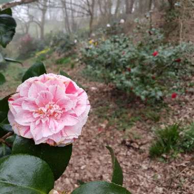 Rachel 's garden