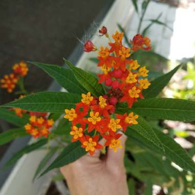 Asclepias curassavica