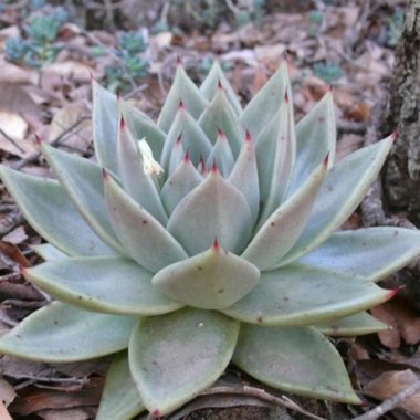 Echeveria Agavoides Lemaire