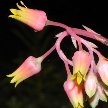 Echeveria Agavoides Lemaire
