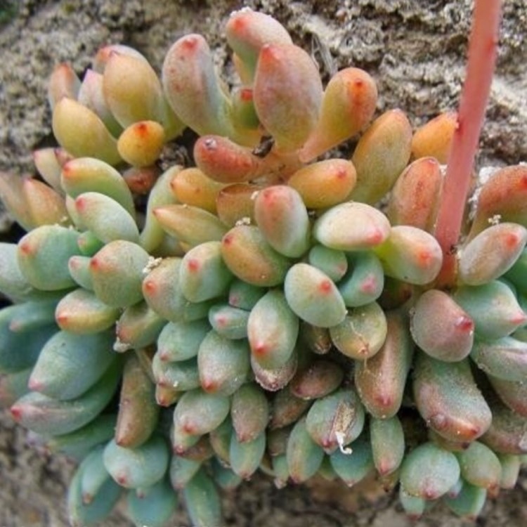plant image 695582 plant image 695582