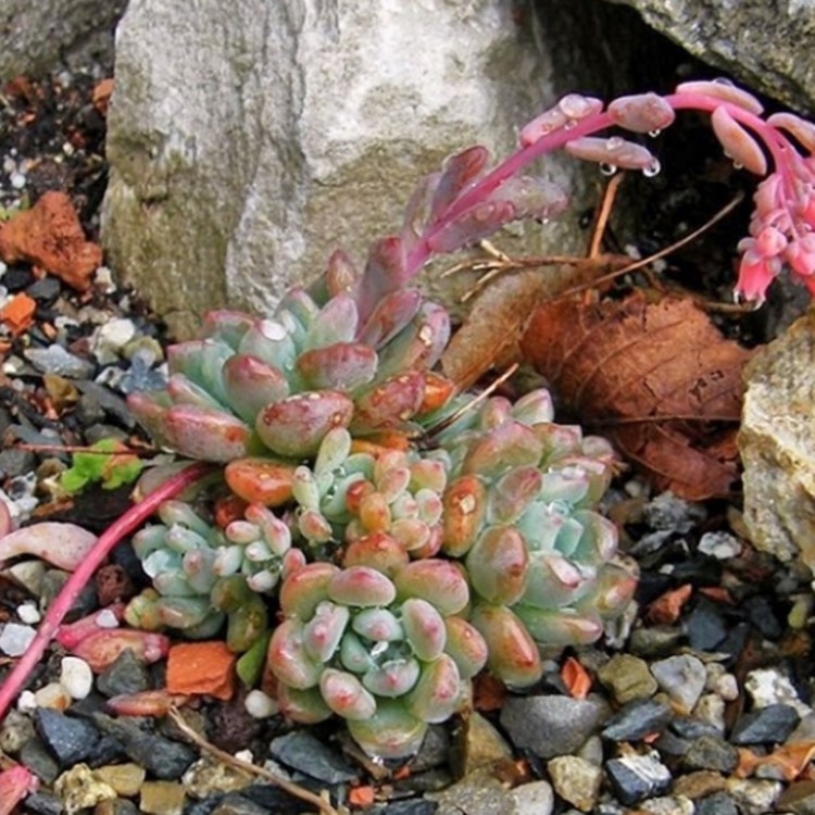 plant image 695584 plant image 695584