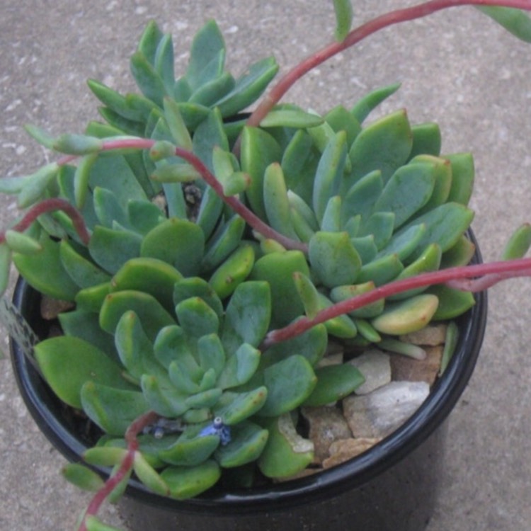 plant image 695589 plant image 695589