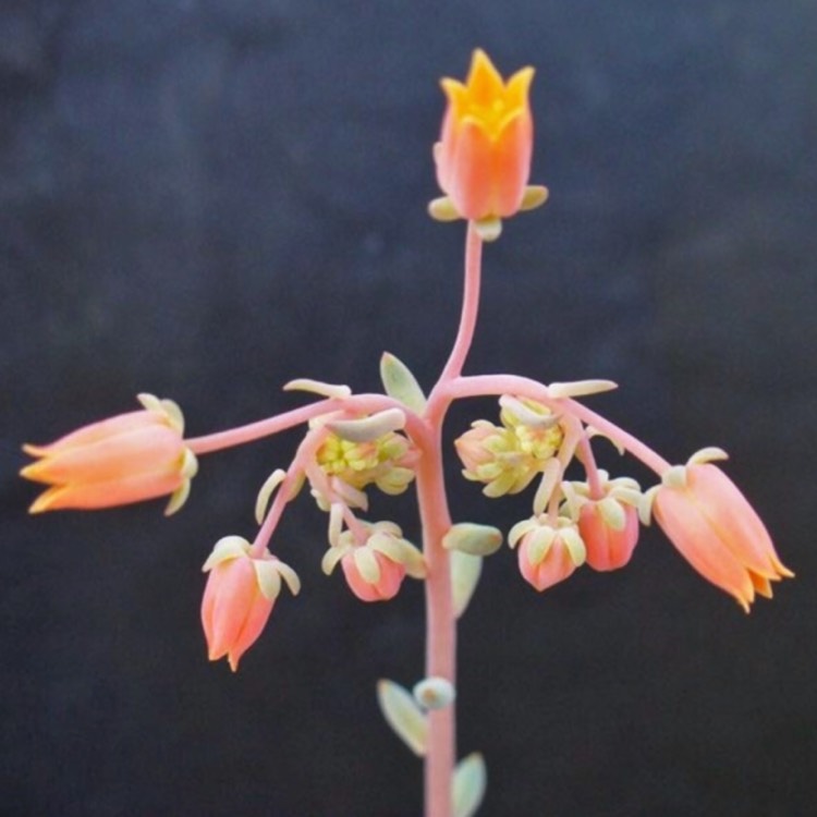 plant image 695603 plant image 695603