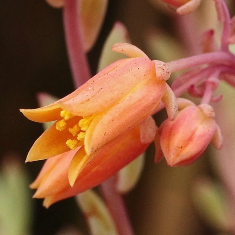 plant image 695605 plant image 695605