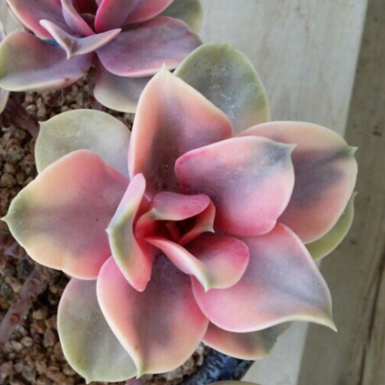 plant image 706527 plant image 706527